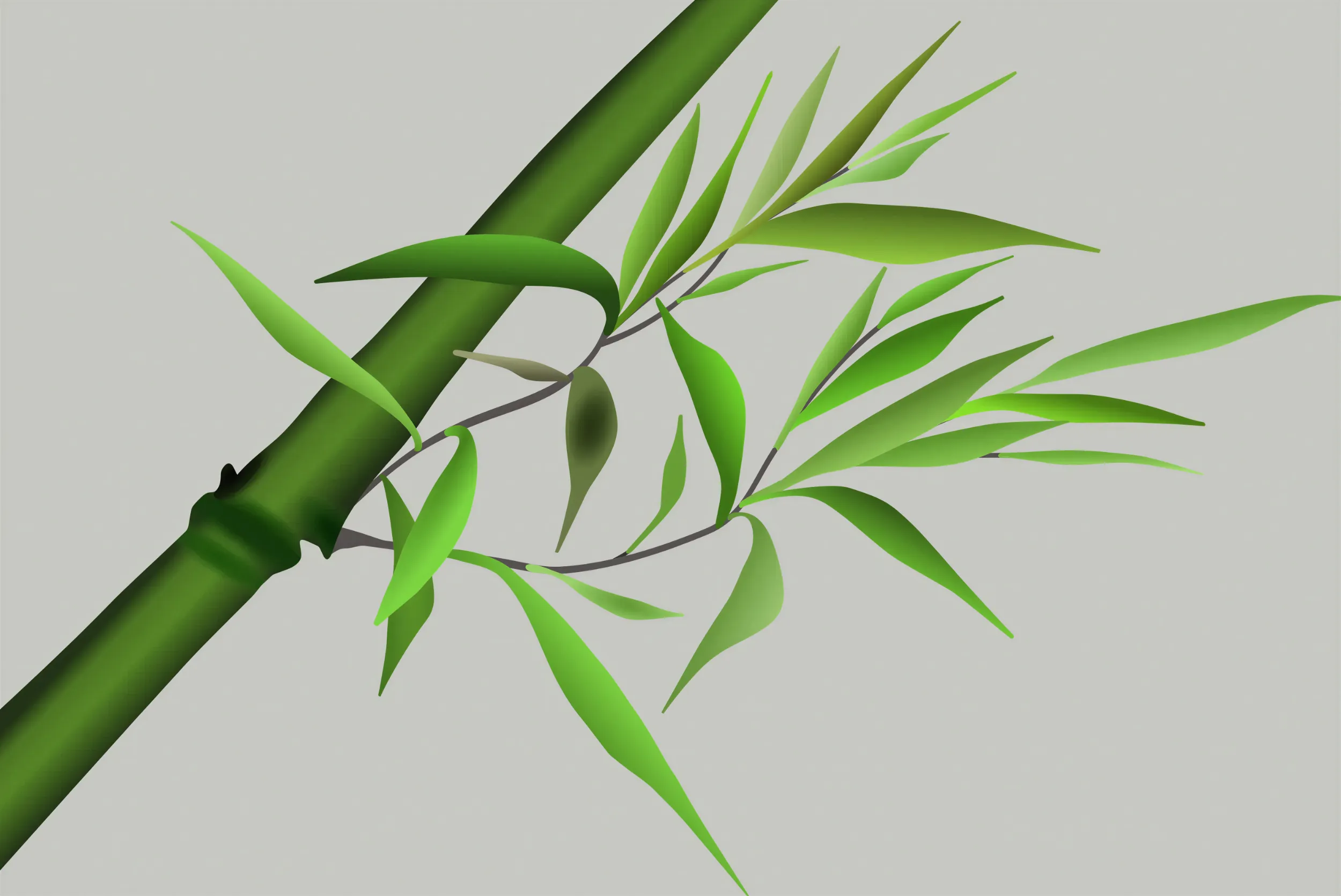 Bamboo Illustration